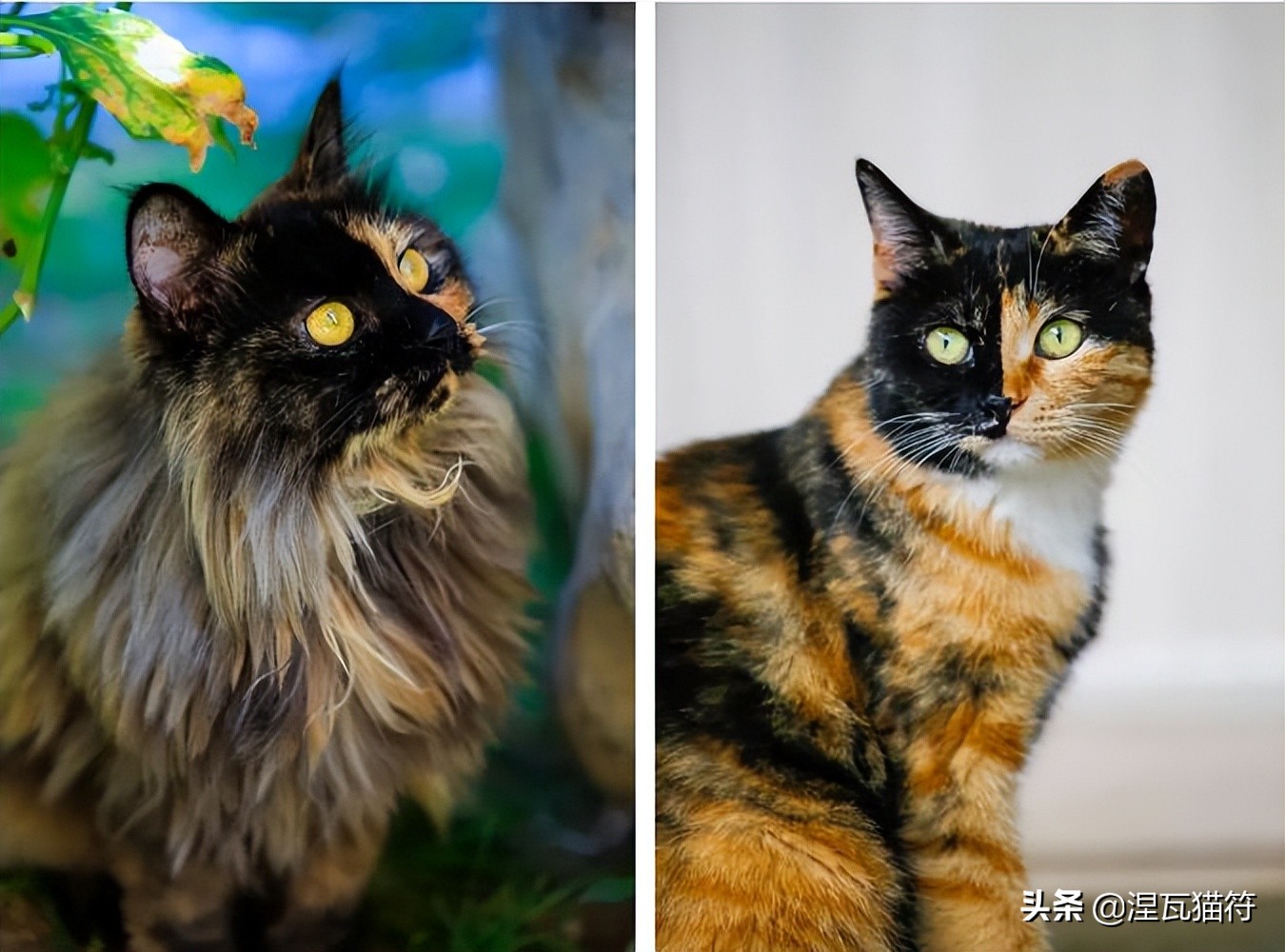 中国猫咪品种玳瑁猫,田园玳瑁猫的嘴