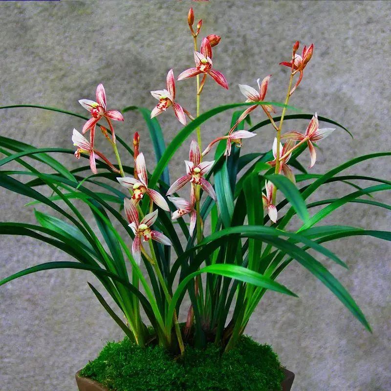 跌落神坛的名贵兰花,盘点最近几年火的兰花