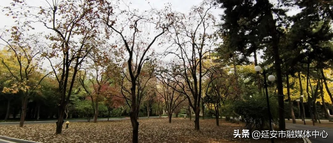 陕西宾馆迎来最佳观花赏景季节,陕西宾馆内景色