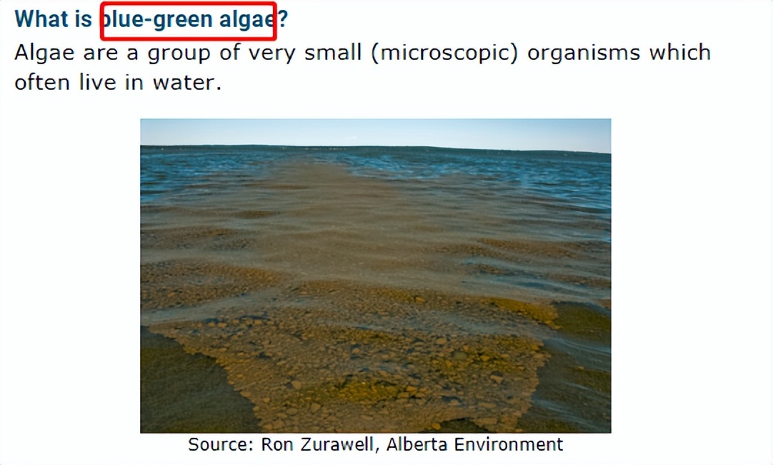 螺旋藻能降肝毒么,螺旋藻真的能提高人体免疫力吗