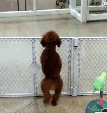 泰迪犬怎样训练大小便,泰迪犬大小便训练