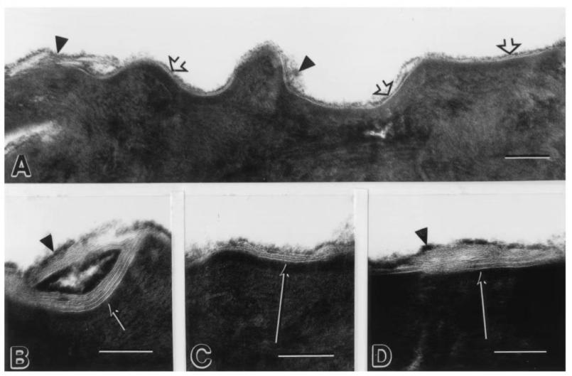 四川肽美,四川肽美生物科技有限公司怎么样