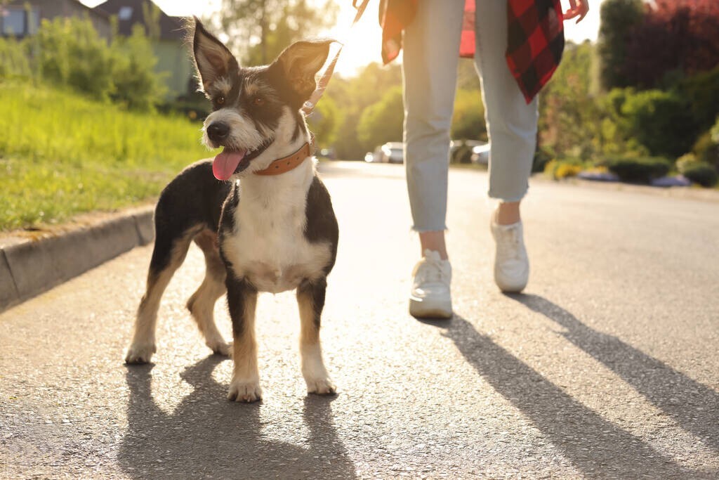 如何培养狗狗安静的性格,怎么纠正狗狗的胆小习惯