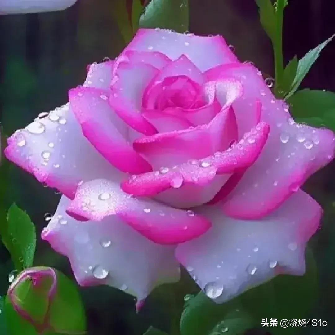 月季花开姹紫嫣红争奇斗艳,月季花开了千姿百态美不胜收