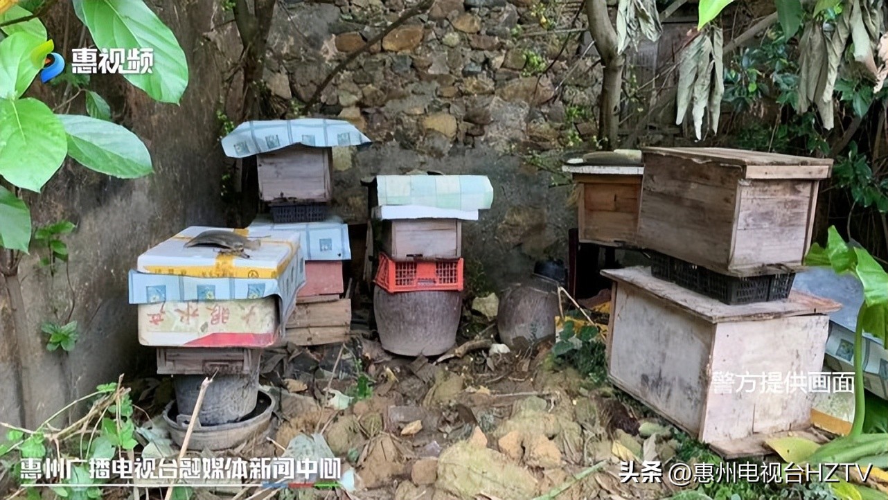 勤劳养蜂人蜜蜂竟被偷,养蜂场偷蜜蜂