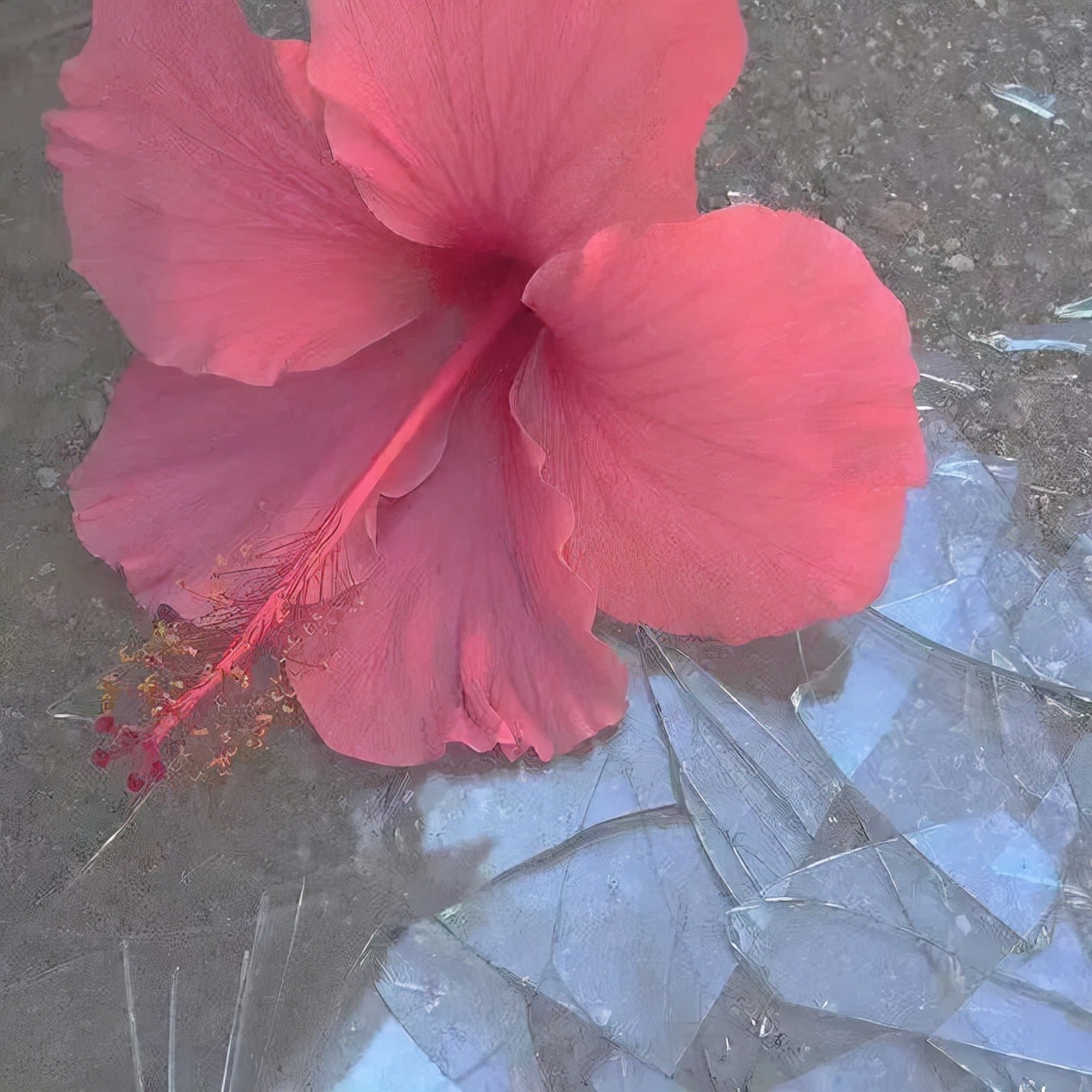 十二星座之巨蟹座专属头像,十二星座最喜欢什么可爱的头像