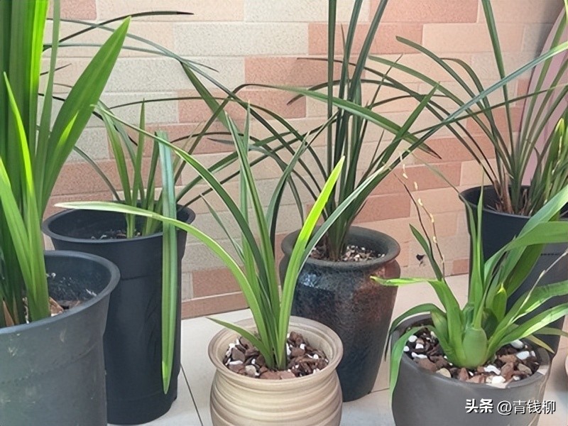 寒兰养殖方法,挑选寒兰