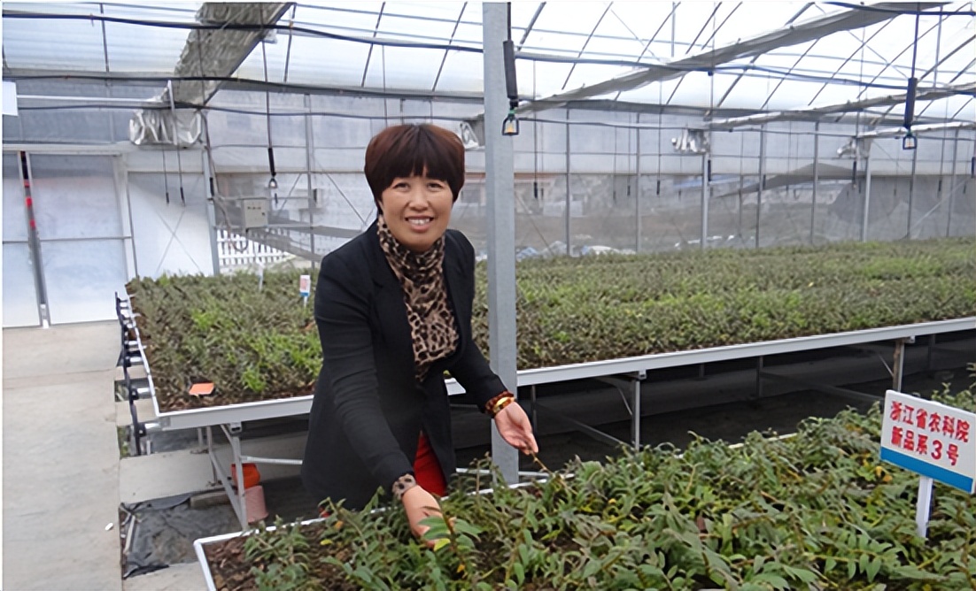 种植仙草一年收入,云南农民种仙草致富