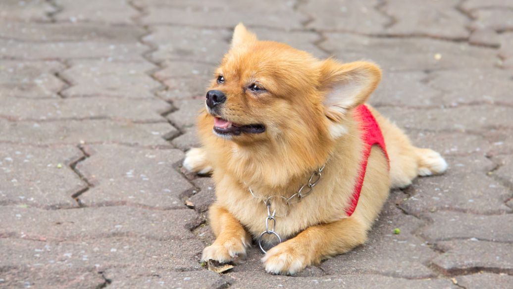 狗狗“配种”后会流血,这是正常现象吗?