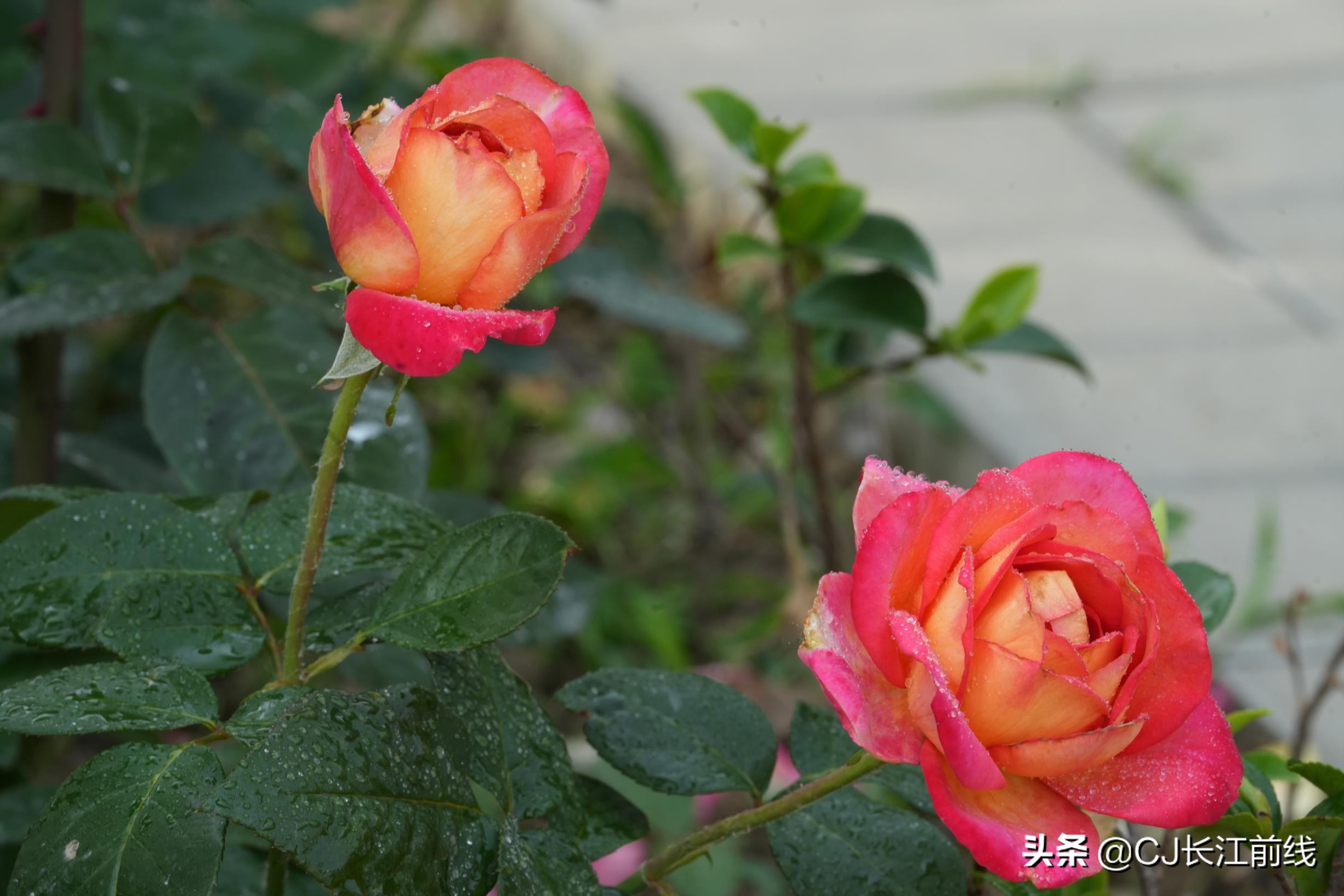 河南淮滨:乡政府旁的“樊家花园”(组图)