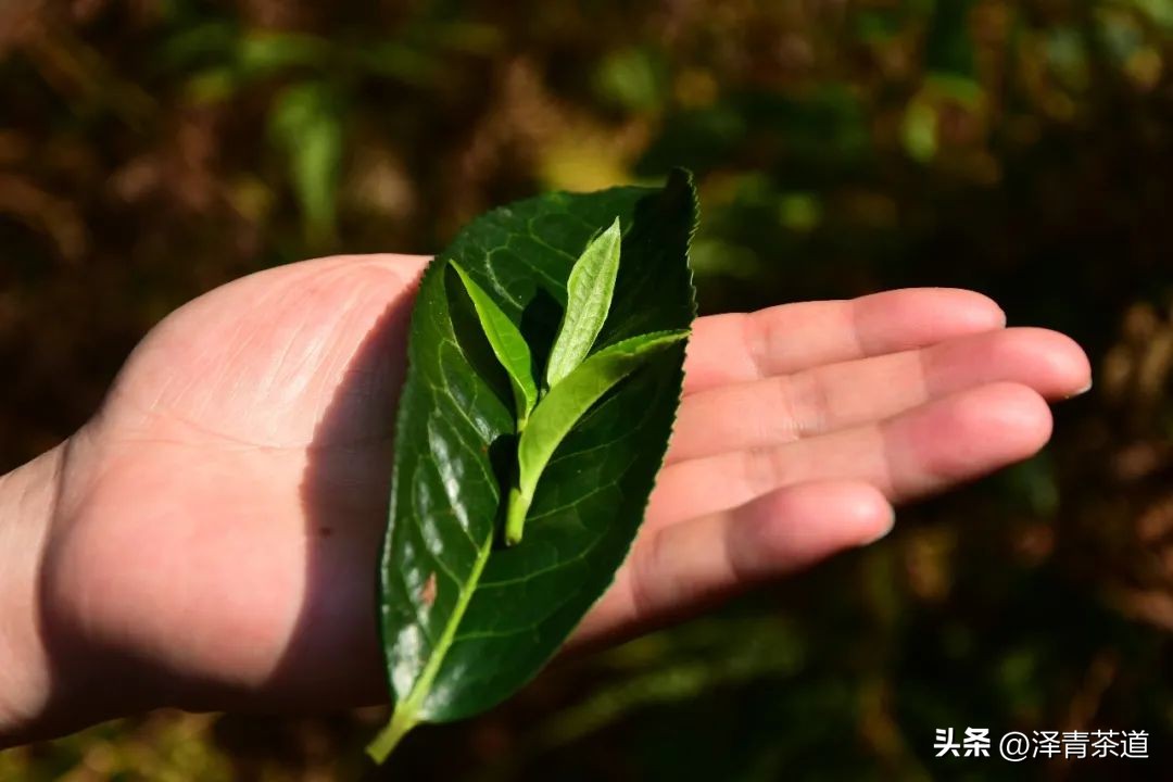 茶树为什么多生“南”而不生“北”？