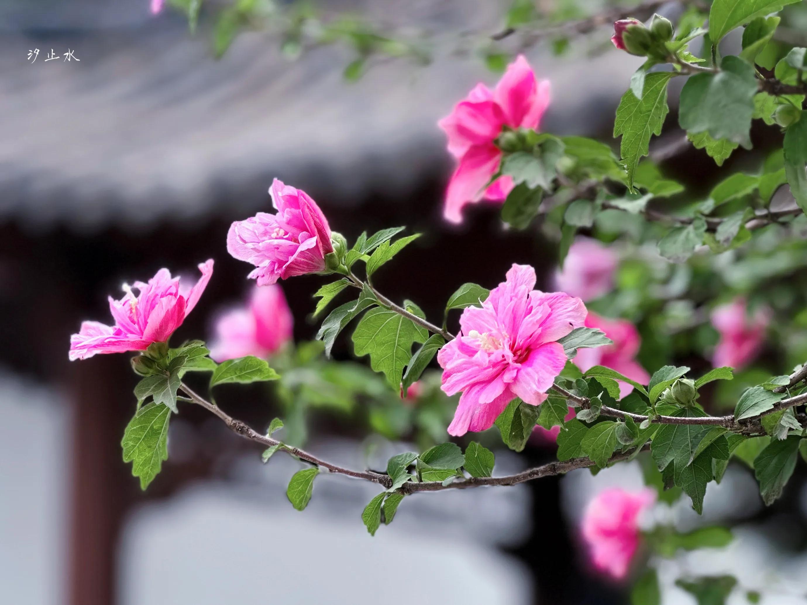 今日芒种有所耕耘就有所收获,今日芒种愿你耕耘终迎收获