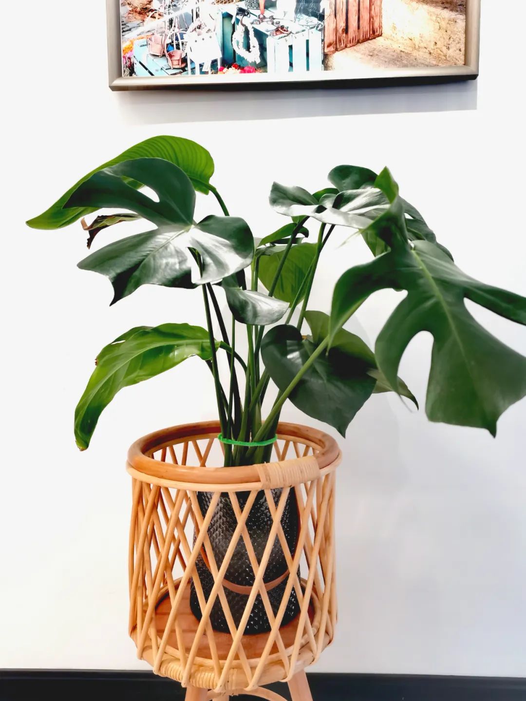 青白玉吊兰水培土培懒人好养活,9种超级好养的水培植物养护下集