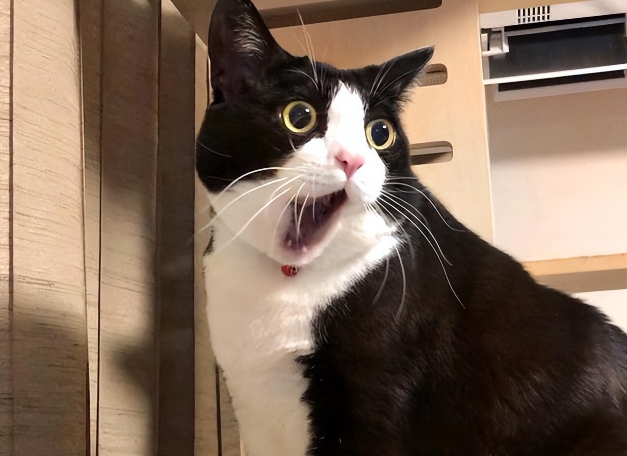 入坑猫,入坑猫咪