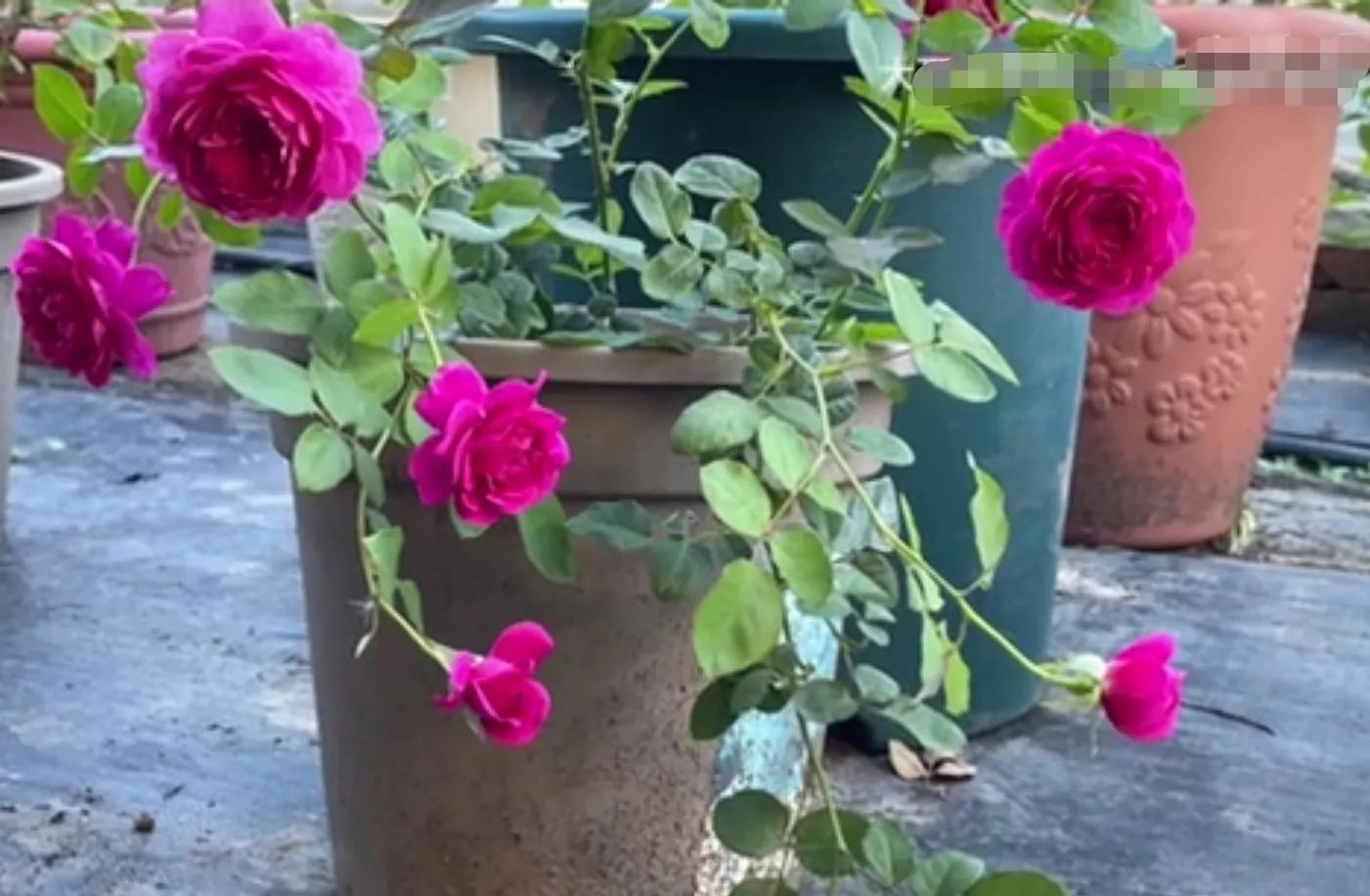 常见切花月季一览（45）