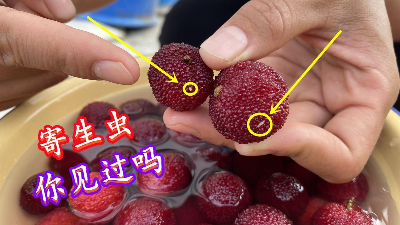 杨梅里究竟有多少寄生虫？吃之前可要注意了！