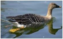 鸟类在分类学中统称为什么,鸟纲分类总表