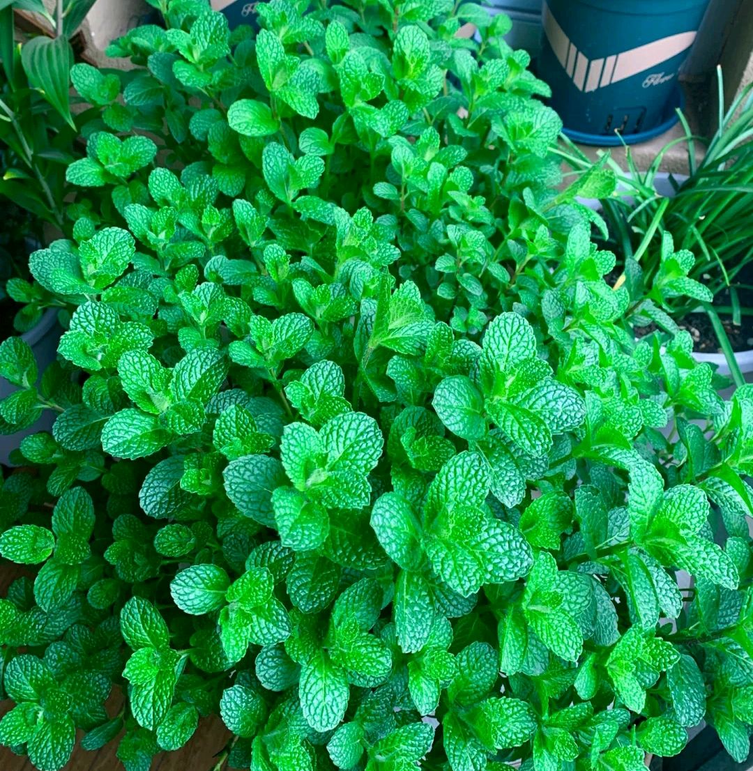 100种花能养在阳台上，50种开花的，40种绿植，10种蔬果