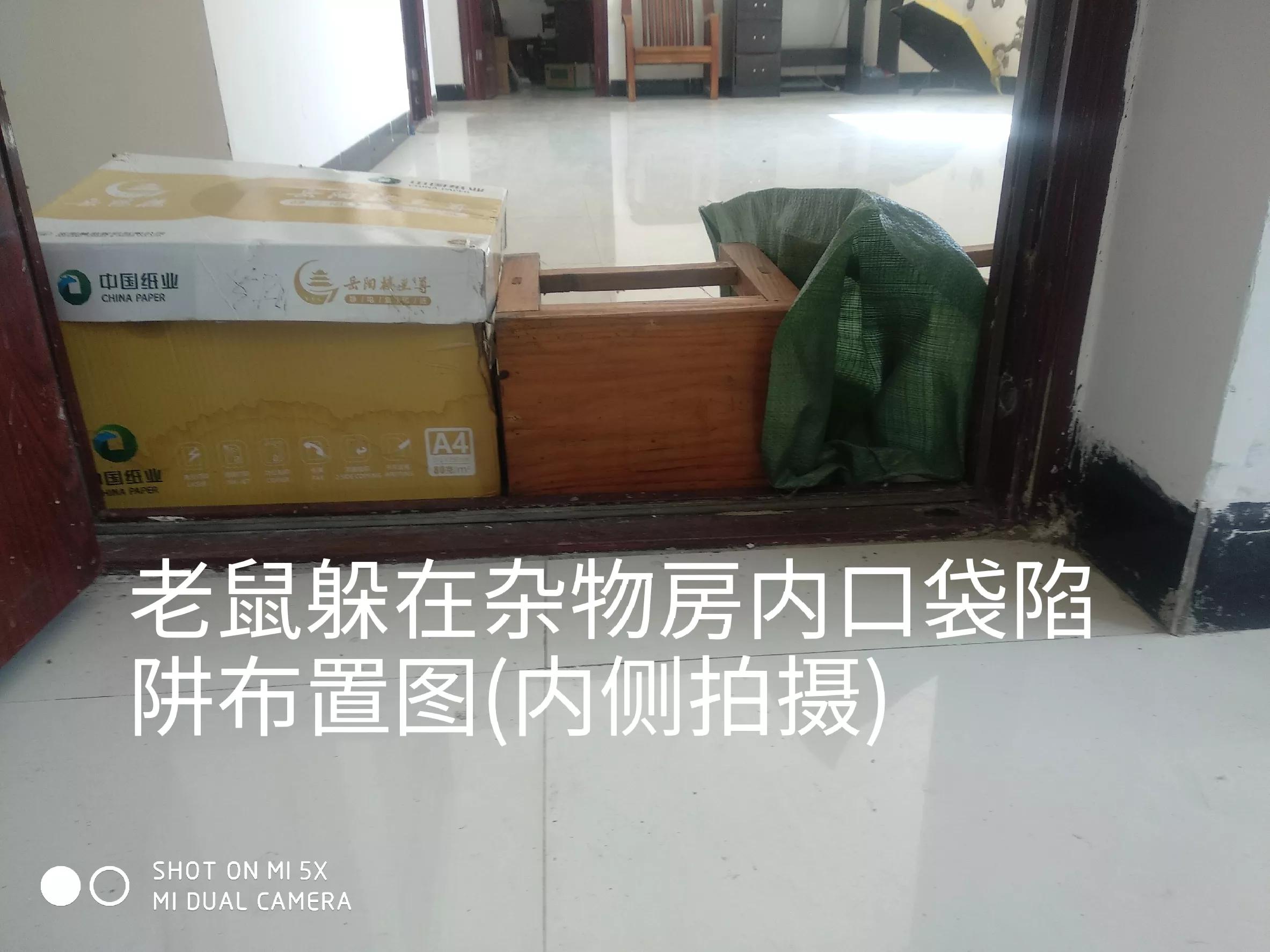 快速抓住房间里老鼠的技巧,怎样才能抓到房间里躲着的老鼠