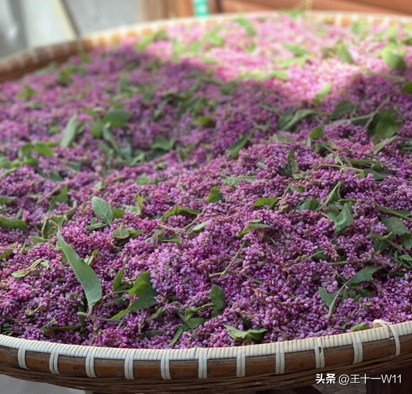 野生辣蓼草图片,有香味的白辣蓼