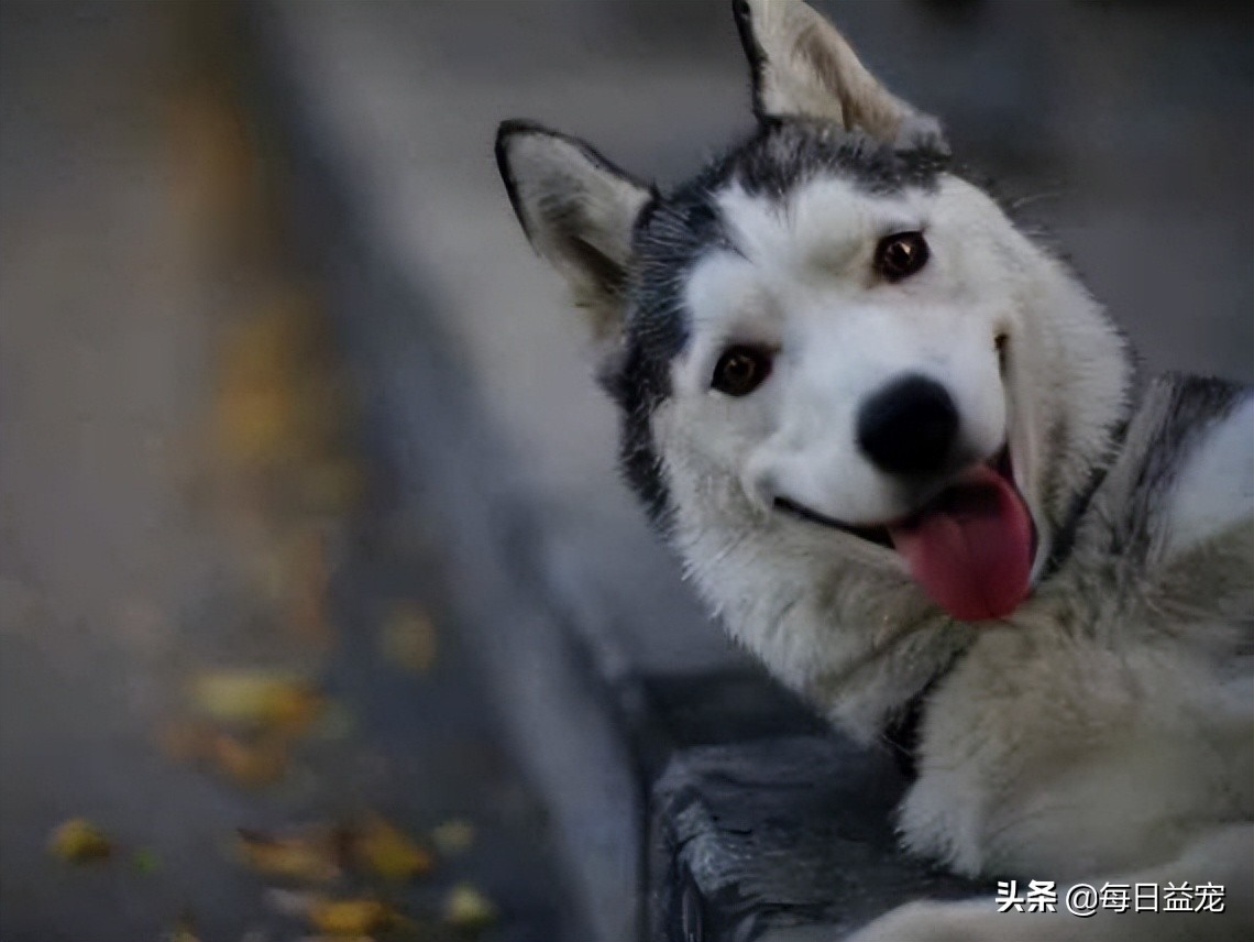 男子800块买二哈，问纯不纯？网友神回复：纯到非洲去了