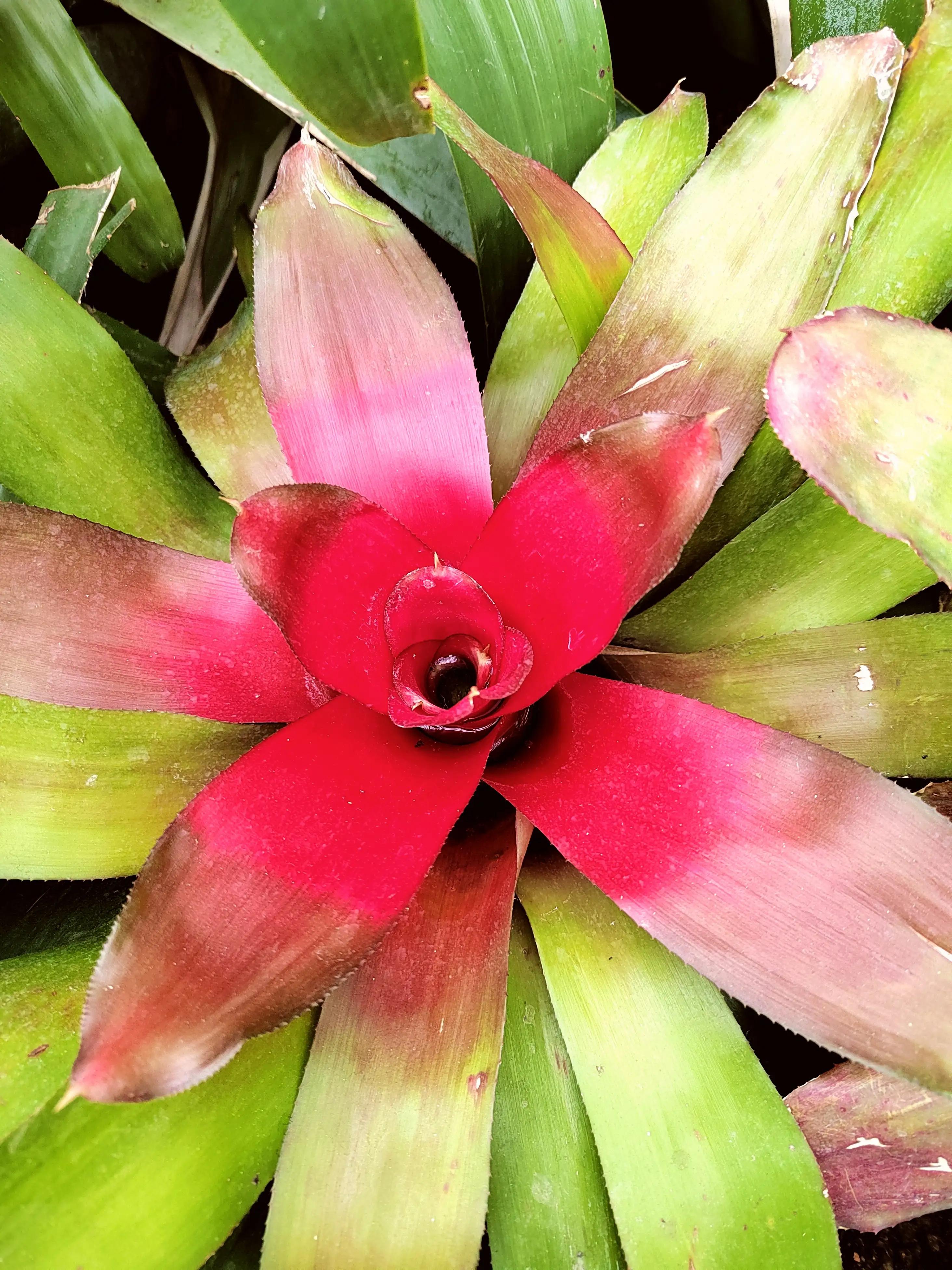 辰山植物园要预约吗,辰山植物园樱花