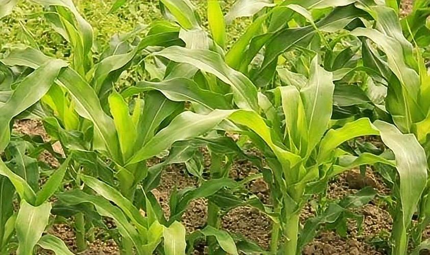 2023年立秋是几月几号,马上立秋是什么预兆