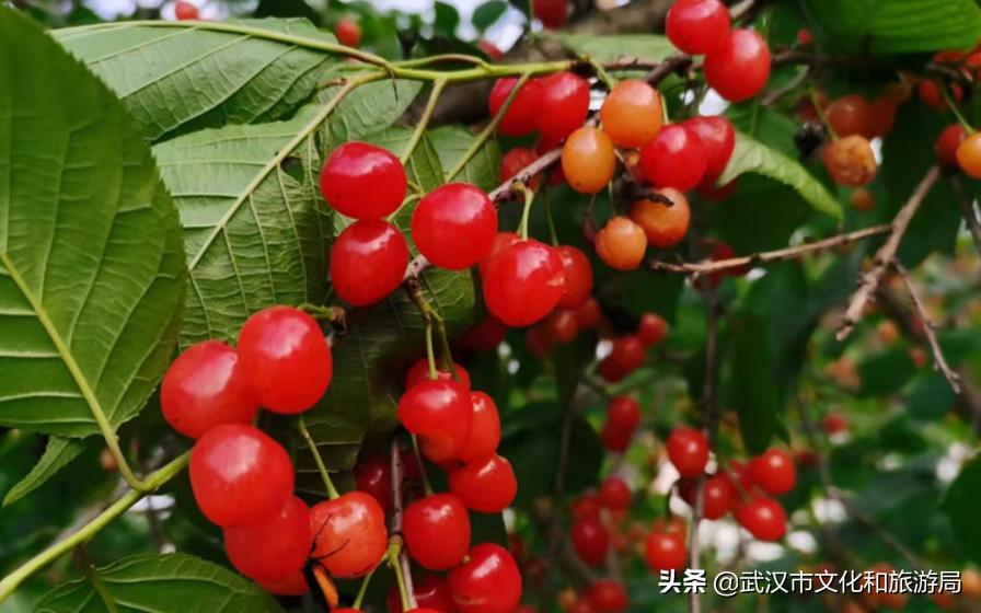 武汉东西湖樱桃采摘园,武汉新洲樱桃采摘园