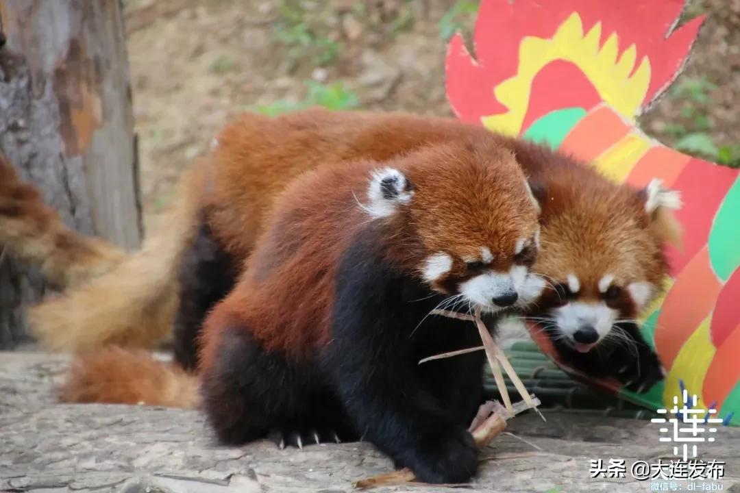 大连旅游景点春节优惠活动,春节期间大连景区的特惠活动