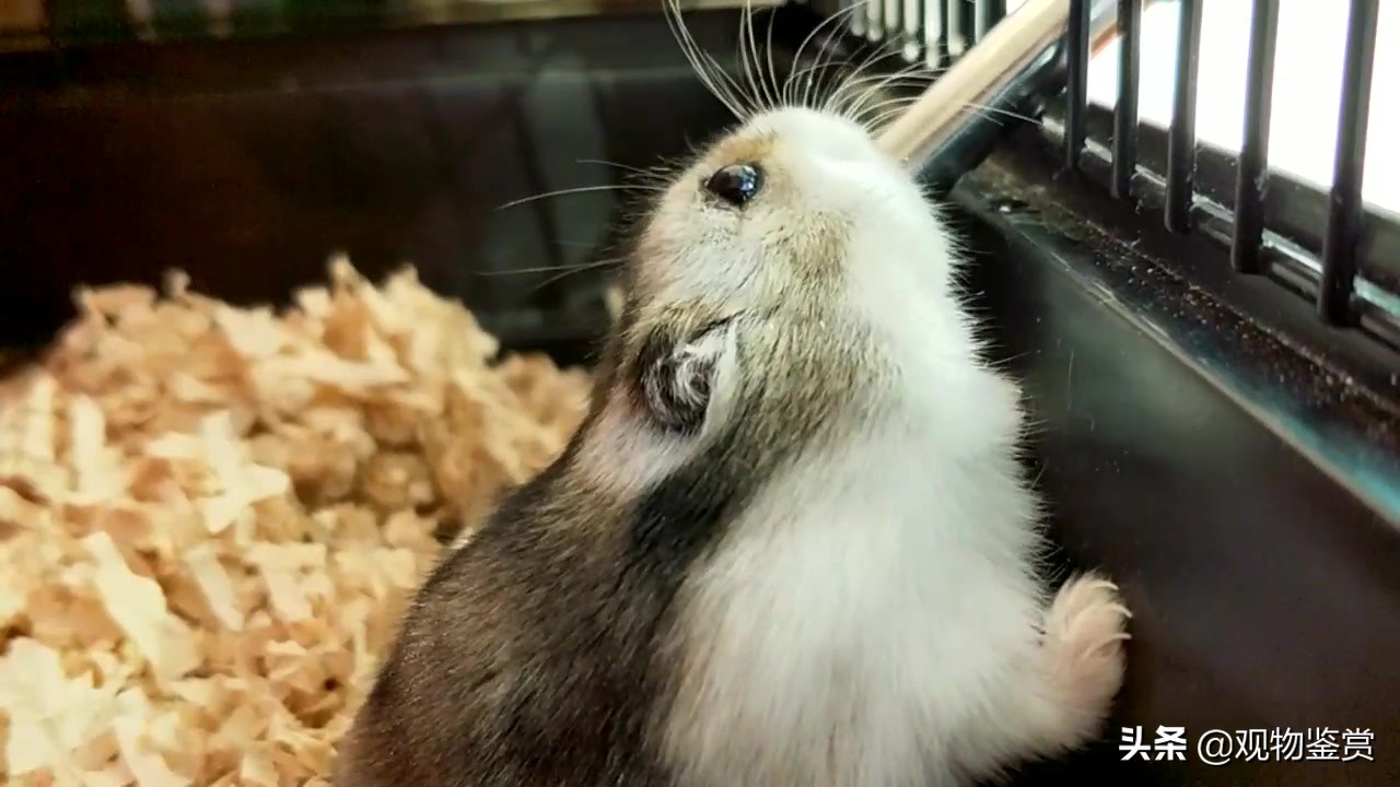 仓鼠喝凉白开还是喝自来水,仓鼠要喝水吗怎么喂