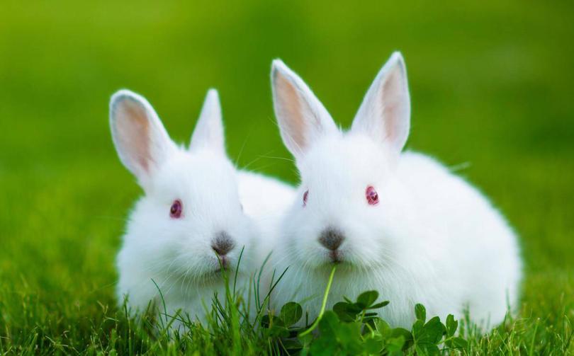 巴马香猪现状如何,巴马香猪现状