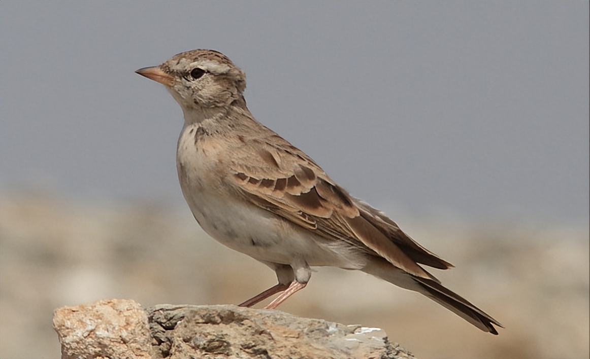 50张最佳鸟类摄影作品,鸟儿大全大图