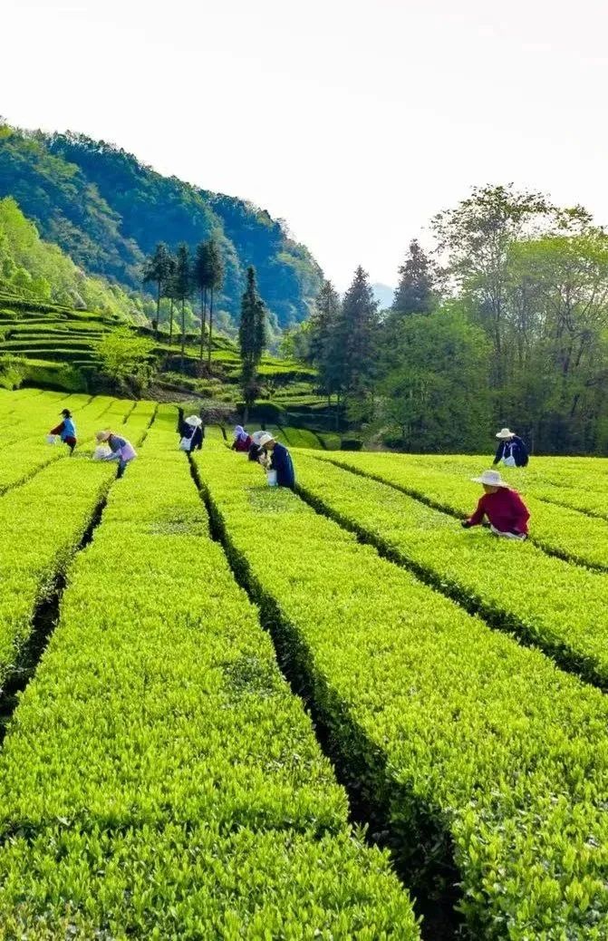 宜昌长阳绿茶,宜昌绿茶品牌五峰毛尖