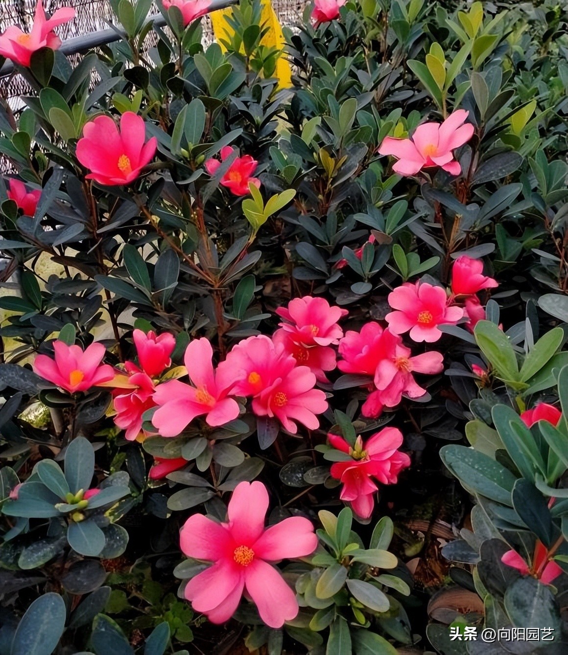 买的花回来养掉叶子,刚买回来的花养两天就枯了