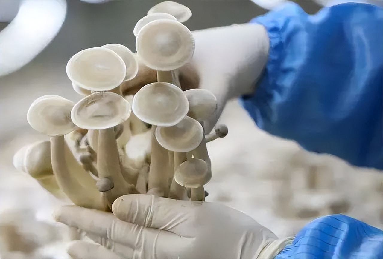 小萌食记｜长得很可爱的鹿茸菌，是无死角的美食