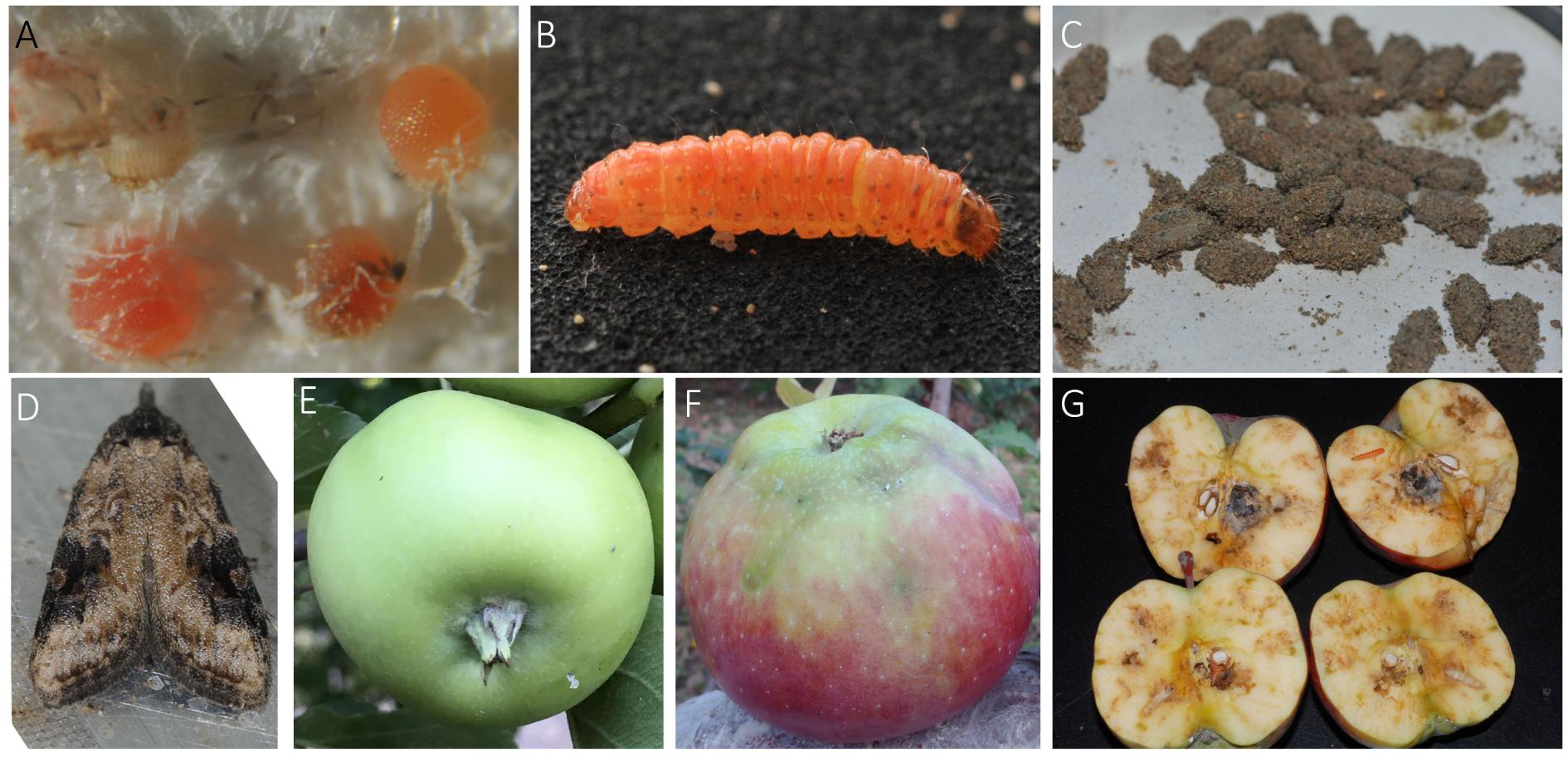 在水果里的虫子,水果套袋子能否防鸟虫