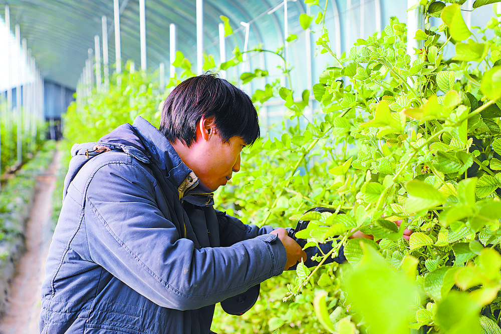 特色农业拓乡村振兴路,特色种植激发乡村振兴新活力