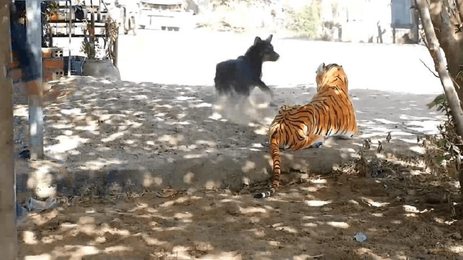 男子把狗吓尿,男子遇到怪物被吓尿