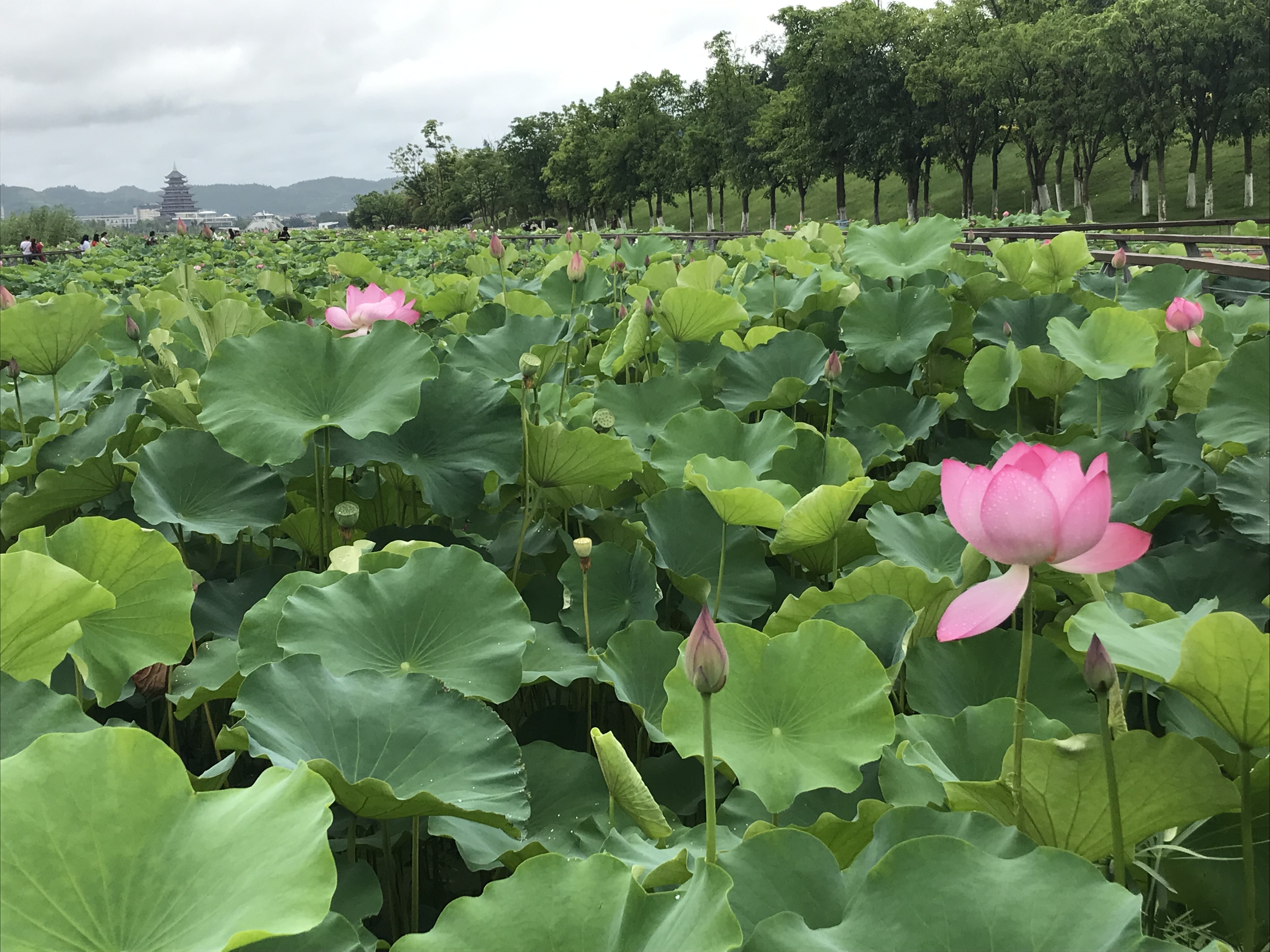烈日炎炎赏荷花清凉一夏,京郊赏荷领略夏日之美