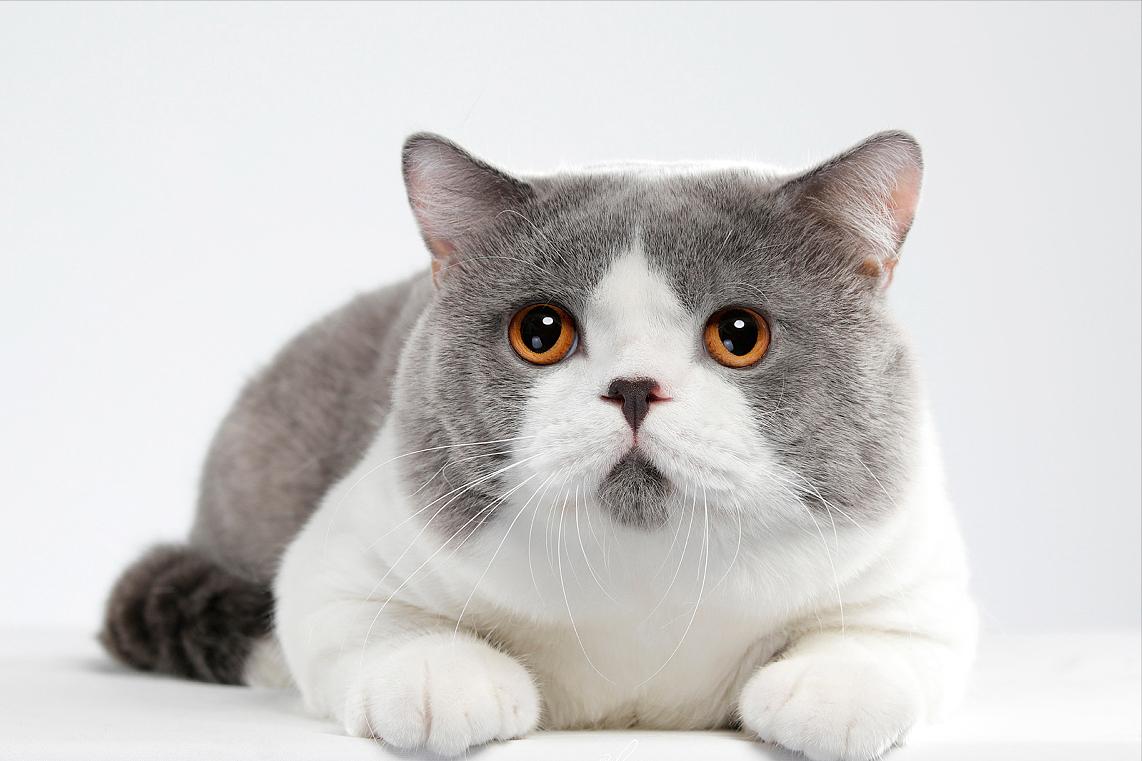 新手养英短猫好还是美短,一个半月的英短好养吗