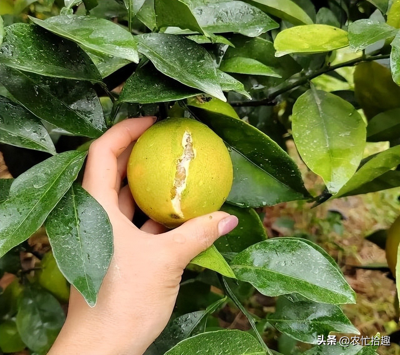 刚遇2.5元一斤热卖，却遭逢降雨，大量果子裂开，果农收入打水漂