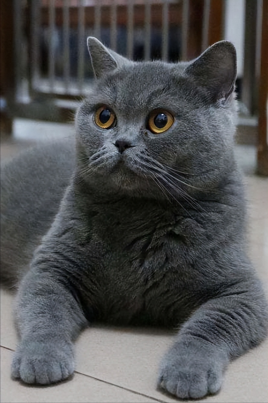 英短弃养,为啥英短越来越便宜了