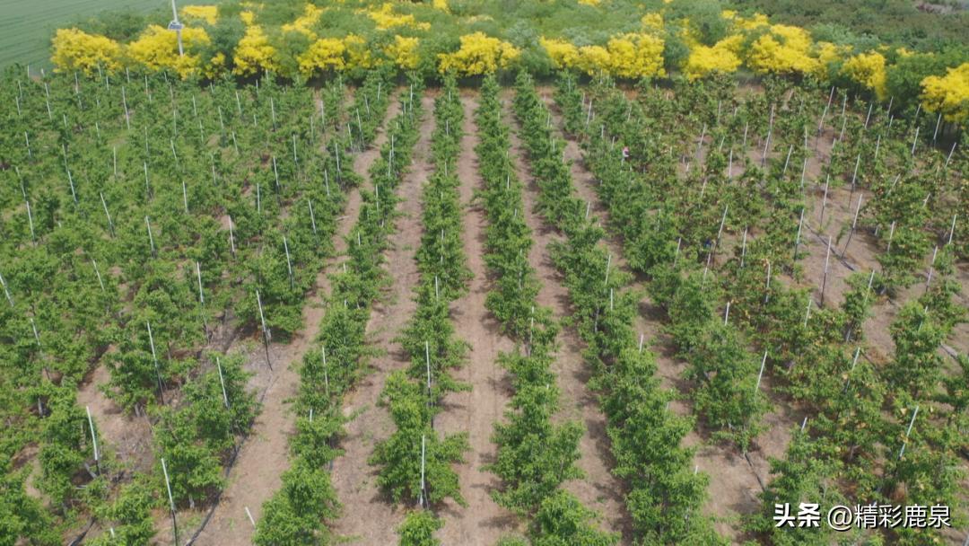 金果助力乡村发展,金果果致富经视频