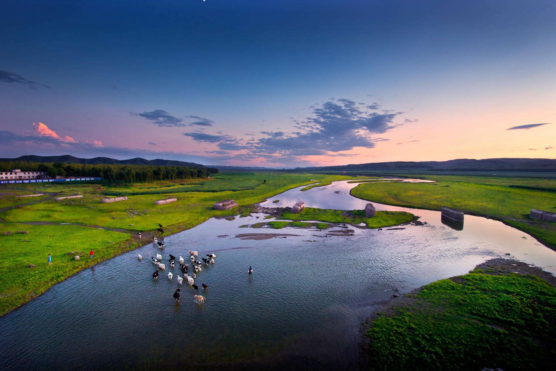 硅化木的原始树木,硅化木和树化石