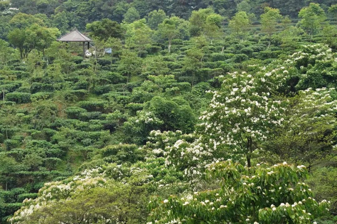 楠溪油桐花如雪图片,油桐花开与气候