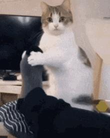 两只猫打架一只过肩摔,两只猫打架撞破了我家的玻璃