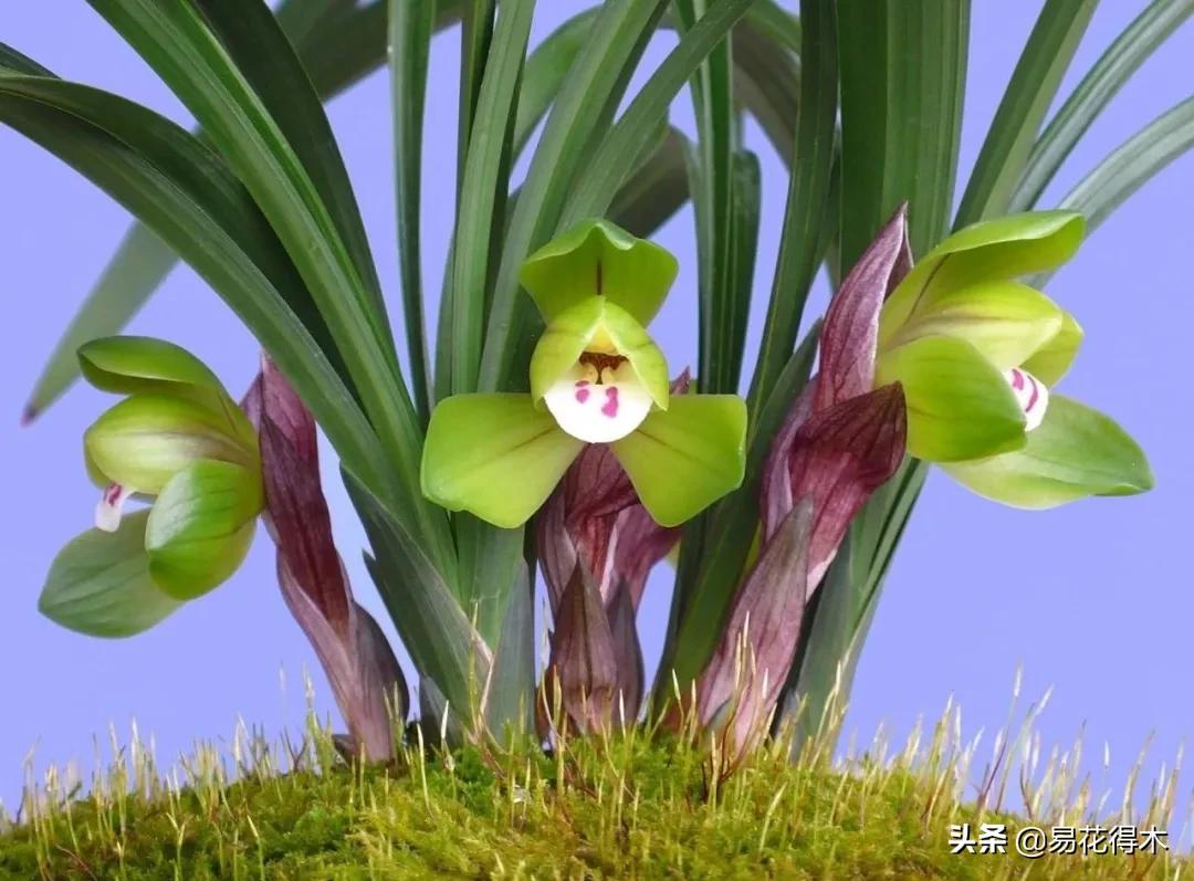 兰花上盆如何避免空根生长,兰花开始开花怎么养护好看