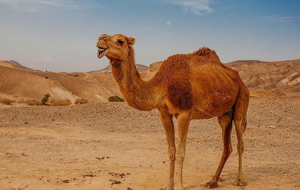 骆驼免疫球蛋白,骆驼的免疫方法