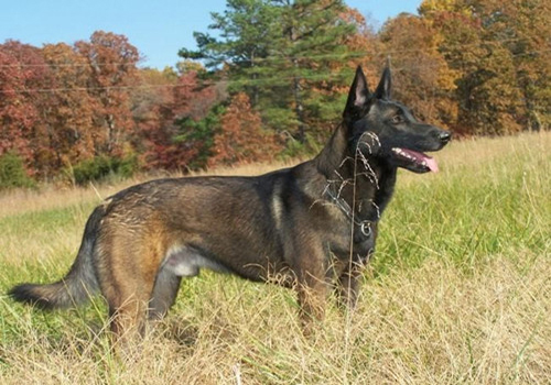 卫仕钙片和麦德氏的钙片选择哪个,狗狗补钙卫仕