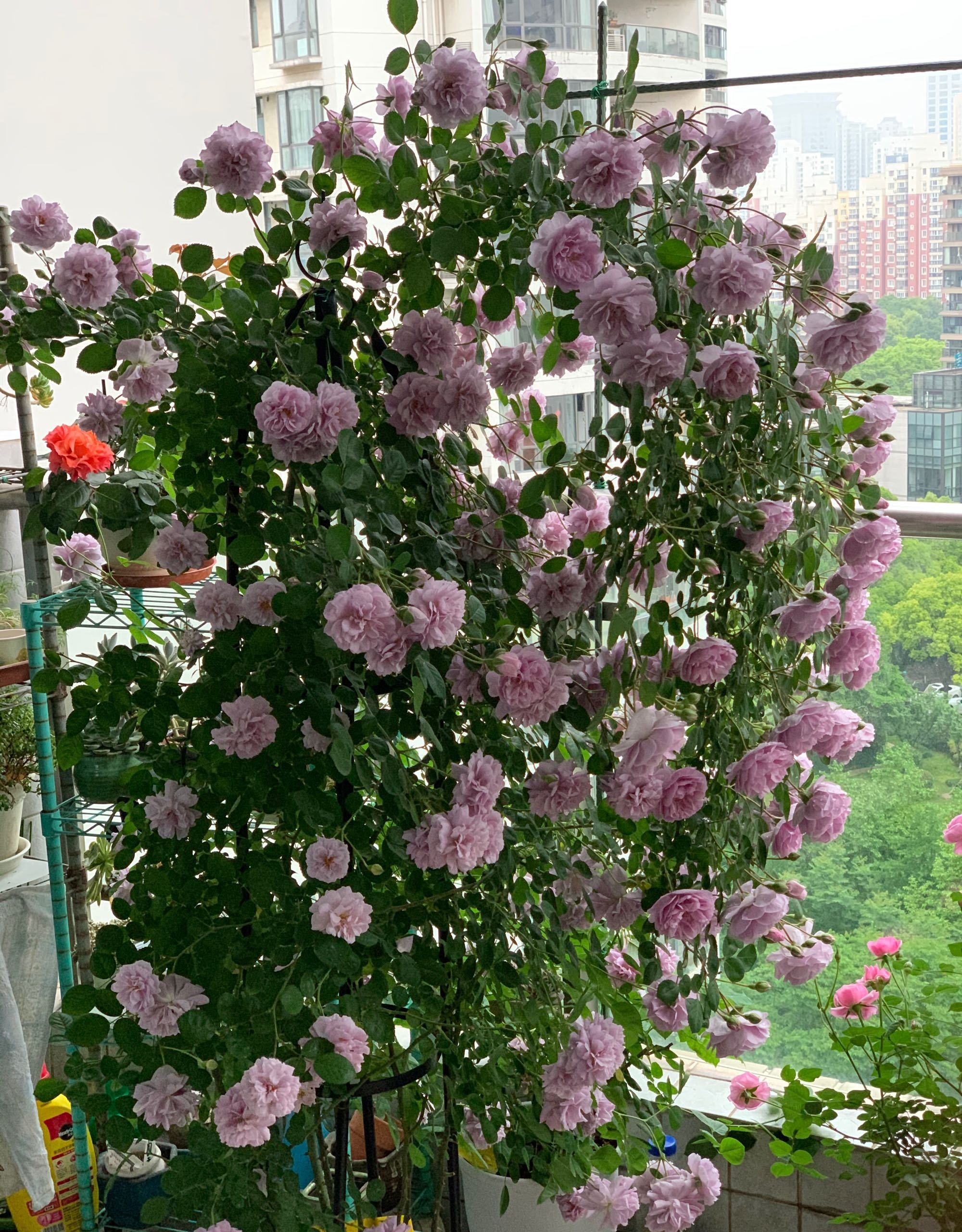 养花得了蚜虫蚧壳虫小黑飞,水里“加点它”,统统“灭干净”